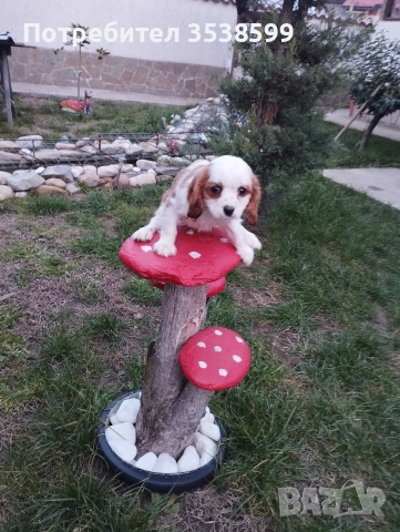 Кавалер Кинг Чарлз Шпаньол , снимка 4 - Кавалер кинг чарлз шпаньол - 53844604