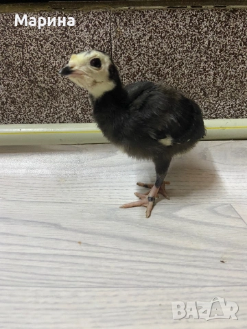 АРТИСАН, грСвищов, снимка 4 - Други животни - 53832567