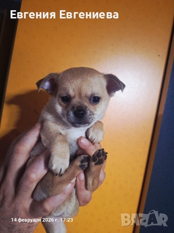 Мини чихуахуа момче., снимка 4 - Чихуахуа - 53590830