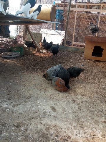 пилета на различна възраст , снимка 5 - Кокошки и пуйки - 53732725