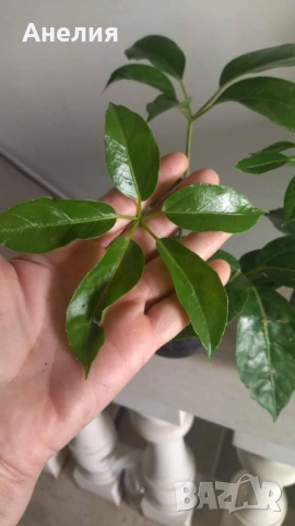 ШЕФЛЕРА Schefflera Actinophylla, снимка 4 - Стайни растения - 54277847