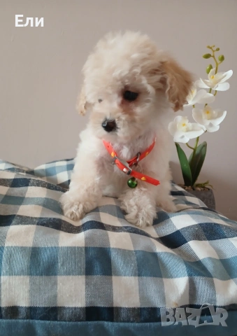 Той пудел /Малтипу-момиче и момче, снимка 3 - Пудели - 53683639