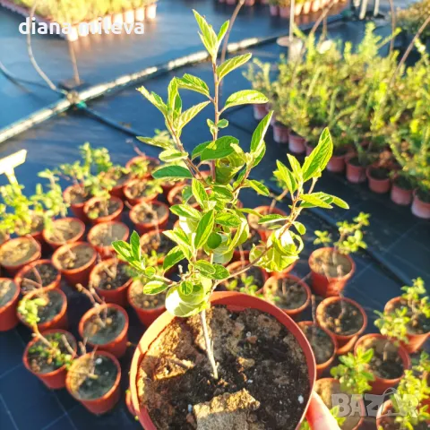 Калифорнийски люляк Хенри Дефозе,  Ceanothus 'Henry Defosee', снимка 16 - Градински цветя и растения - 46888623