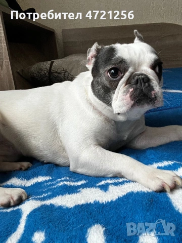 Продавам Френски булдог , снимка 3 - Френски булдог - 53385206