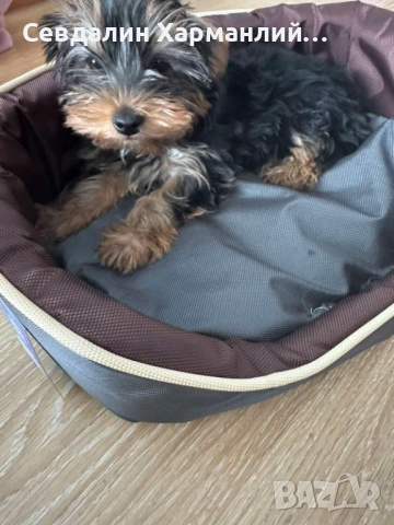 Продавам Йоркширски териер