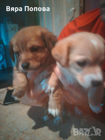 продавам пинчерчета родени на 01.01.26 година хранят се сами 3 мъжки и 2 женски, снимка 2 - Пинчер - 53383709