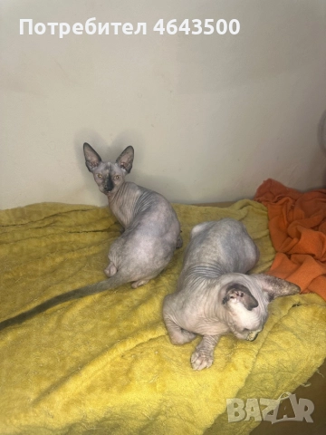 Канадски сфинкс женски на 5 месеца, снимка 8 - Сфинксове - 52383325