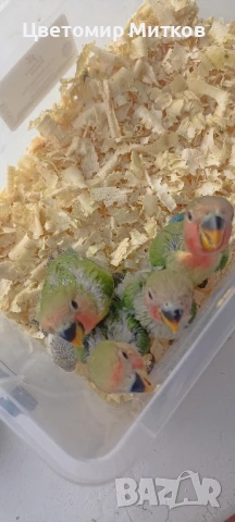 Папагали ръчно хранени неразделки, снимка 10 - Папагали - 51135664