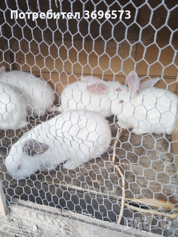 Продавам зайци