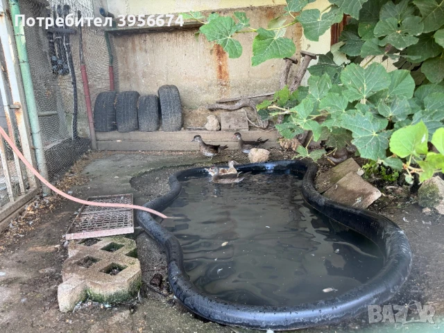 Патици Каролина, снимка 1