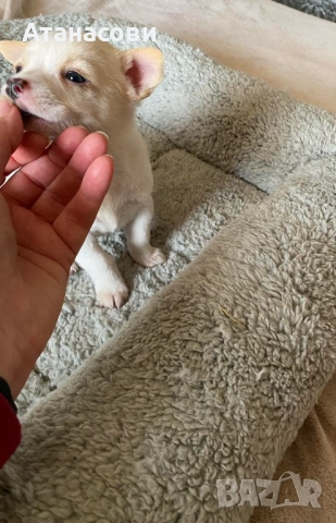 МИНИ ЧИХУАХУА