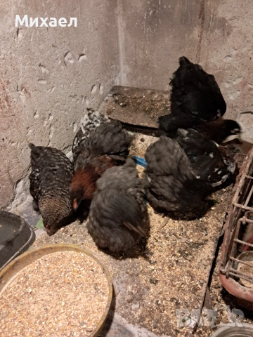 Мини кохини, снимка 2 - Кокошки и пуйки - 52865303