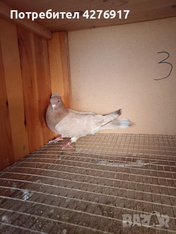 высоколетни и вьртлеви Гьльби , снимка 3 - Гълъби - 52845928