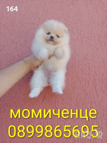 Женски мини Померан , снимка 4 - Померан - 52670211