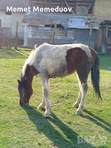 Продавам женско конче на година и десет месеца , снимка 2 - Коне - 54056299