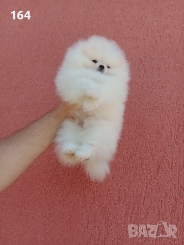 Мъжки Померан. Клип. Бяло мече