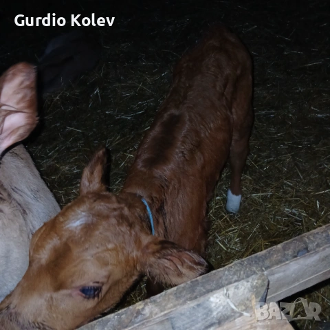 Телета Сукалчета , снимка 2 - Крави - 54003980