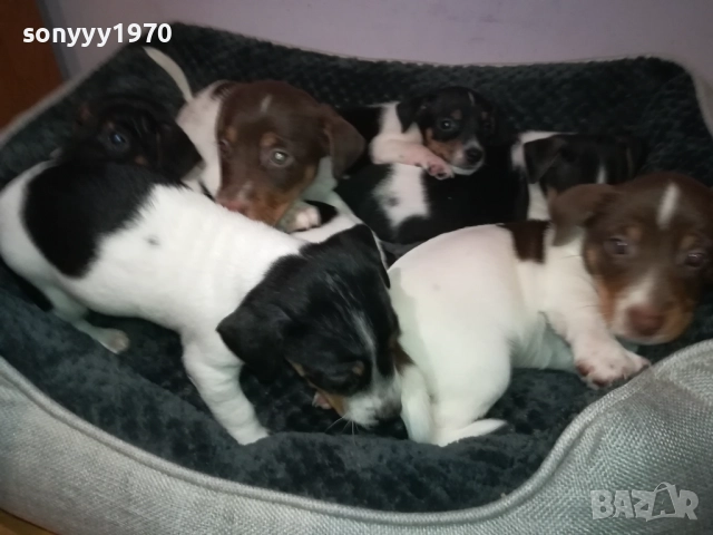 ДЖАК РЪСЕЛ 250ЛВ ЗА БРОЙ 2709251829, снимка 12 - Джак ръсел териер - 51859010