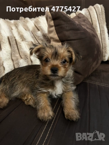 Продавам Йорки