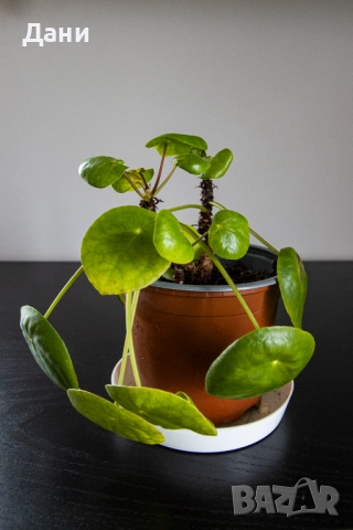 🌿 Китайска паричка (Pilea peperomioides) – 3 растения в саксия 🌿