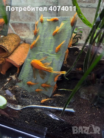 супер ред воален, снимка 2 - Рибки - 54292384