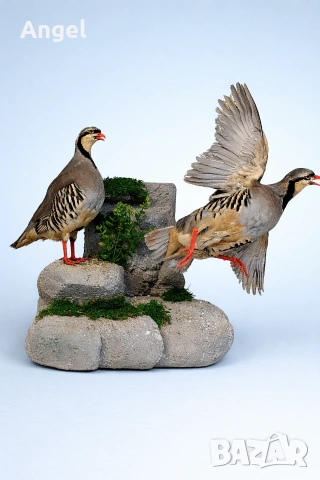 Препарирани кеклици 