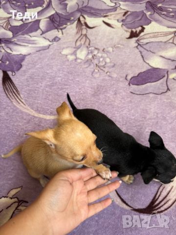 Доза щастие за любителите на малките породи кучета, снимка 3 - Пинчер - 45835529