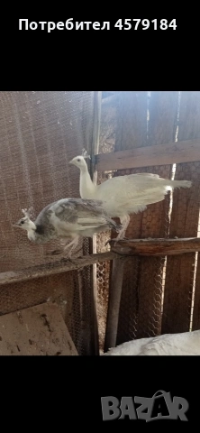 паунчета паунчета , снимка 2 - други­ - 54262583