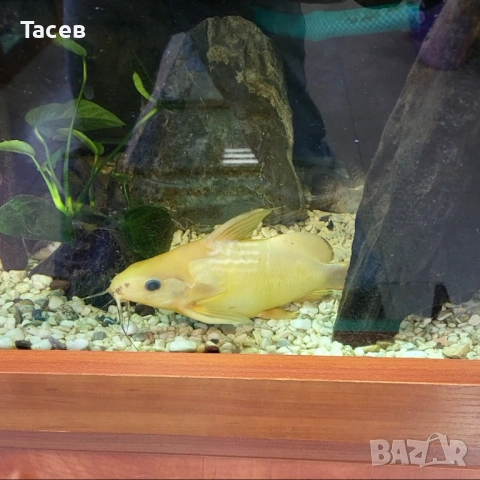 Сом синодонт 20см