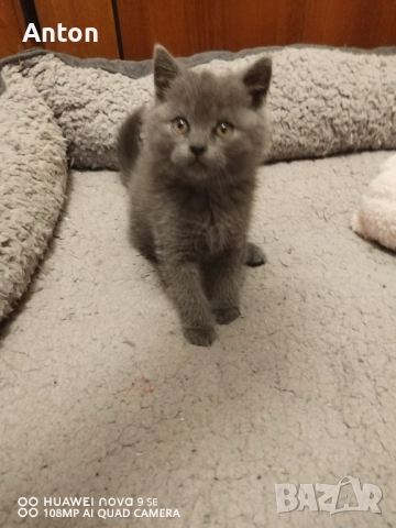 Британче момче