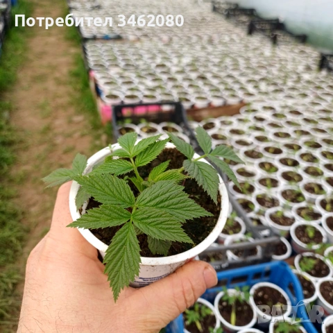 Разсад- малини, снимка 4 - Разсади - 53757063
