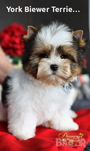 Йоркширски терИей , момче сладур  за семейство с деца