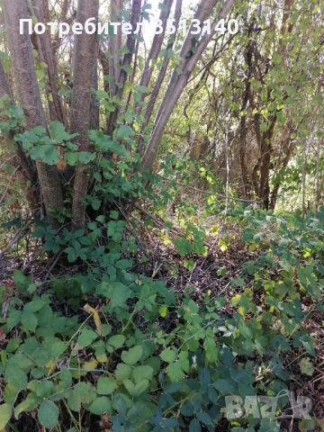 Парцел с. Панчарево, София, снимка 2 - Парцели - 51669556