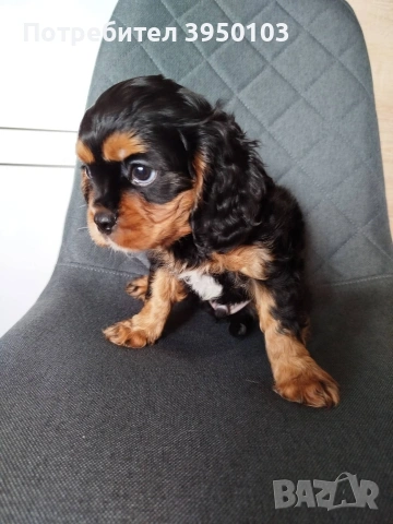 Кавалер Кинг Чарлз шпаньол, снимка 13 - Кавалер кинг чарлз шпаньол - 54088586