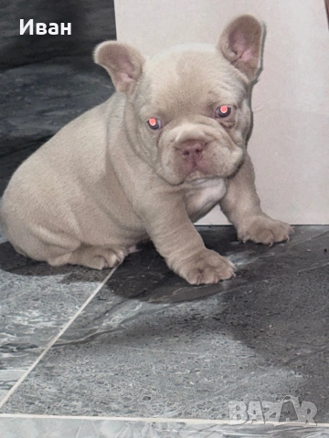 Френски булдог, снимка 2 - Френски булдог - 53140191