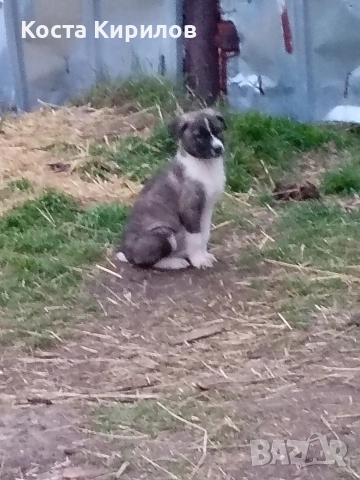 кученца, снимка 3 - Крави - 52559321