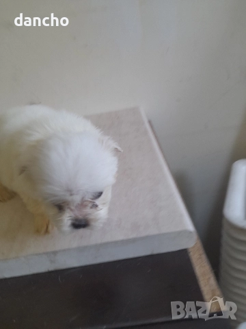 Продавам болонка , снимка 8 - Болонка - 47874174