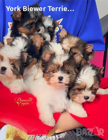 Йоркширски Териер! Пухкави приятели за деца и възрастни