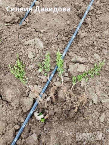 Лигуструм , снимка 6 - Градински цветя и растения - 53776491