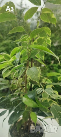 Продавам Бенджамини - различни видове