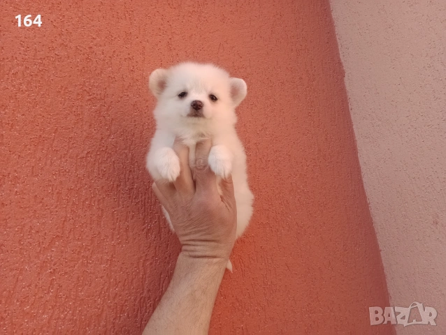 Мини Шпиц - Померан. Мъжки и женски кученца., снимка 12 - Померан - 53710741