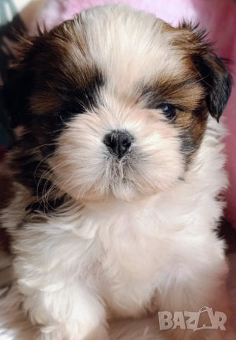 Кученца Ши Тцу /SHIH TZU FCI pedigree 