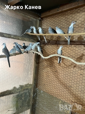 Шарени диамантени гугутки, снимка 3 - Гълъби - 51960621