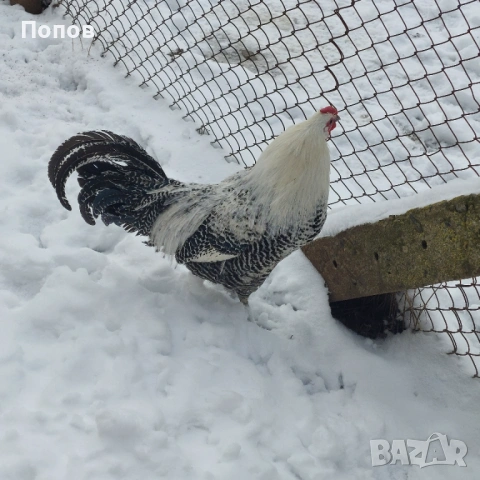 Продавам вествалски петлета, снимка 6 - Кокошки и пуйки - 52050258