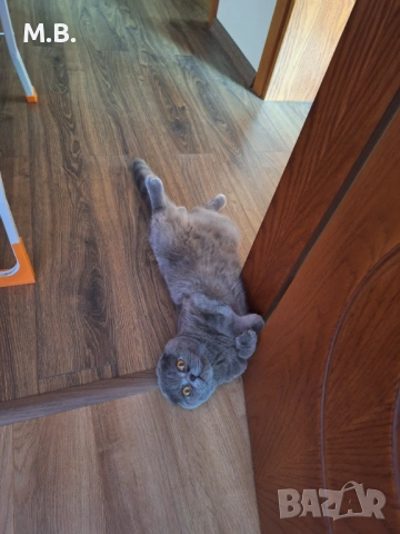 Британец търси партньорка, снимка 3 - Търси партньор - 53878991