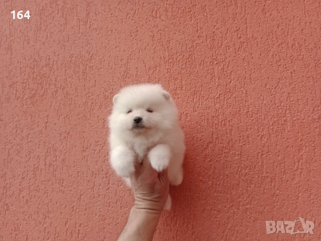 Бели Померани. Реални снимки от 06.04.26 г. , снимка 5 - Померан - 54112878
