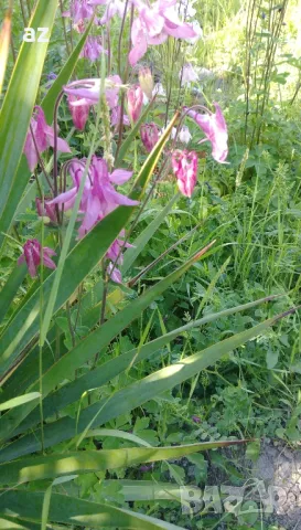 камбанки, снимка 7 - Разсади - 49673367