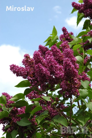 Люляк (4-налични цвята)