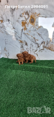 той пудел пуделче , снимка 3 - Пудели - 52253243