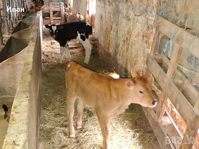 Продавам телета